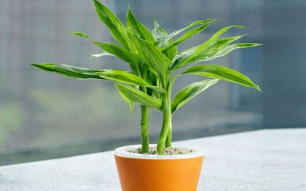 杭州新裝修的房子放什么植物可以吸收甲醛